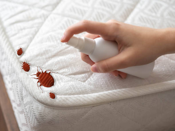Best Local Pest Control Services  in Alliance, NE